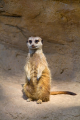 Suricata esperanzado..Meerkat hopeful (Suricata)