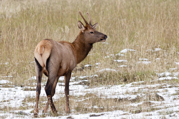 Alerted young  Rocky Mountain Elk.