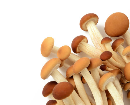 Funghi pioppini o chiodini