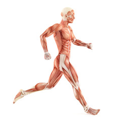 Running man muscles anatomy system isolated on white background - obrazy, fototapety, plakaty