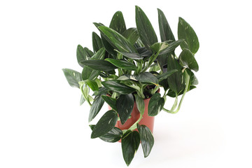 Philodendron