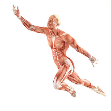 Flight man muscles anatomy system isolated on white background