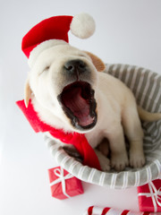 Christmas - cute labrador puppy singing Christmas carols