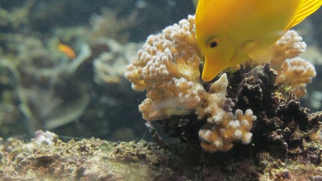 Poisson jaune aquarium