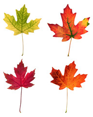fall leafs