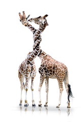 Giraffen mit verdrehten Hals - obrazy, fototapety, plakaty