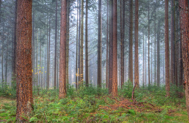 Tall Douglas fir with seedlings