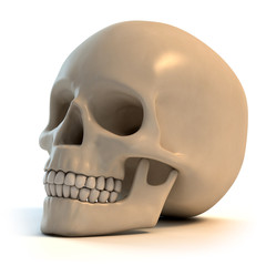 human skull 3d illustration