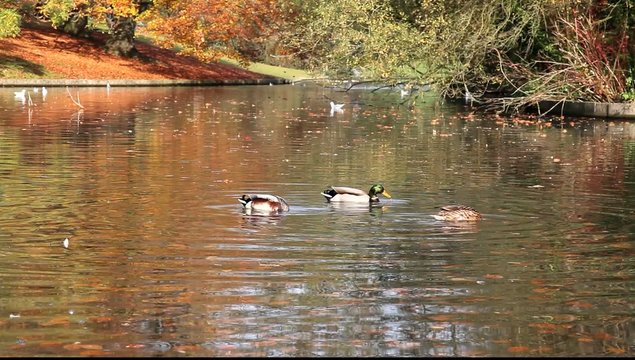 canard