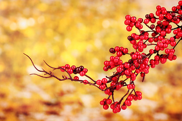 beautiful branch with red berries on yellow background