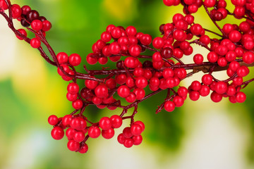 beautiful branch with red berries on green background