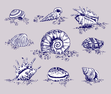 A set of twelve shells. Vector illustration