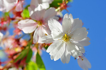 Frühling - Kirschblüten