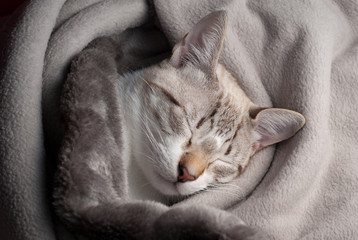 Fototapeta premium gatinho a dormir