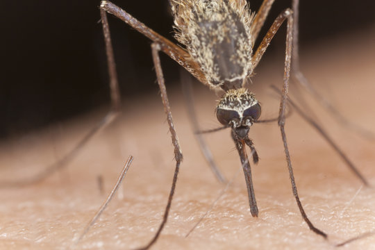 Mosquito sucking blood among human hair