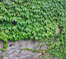 ivy and stone wall