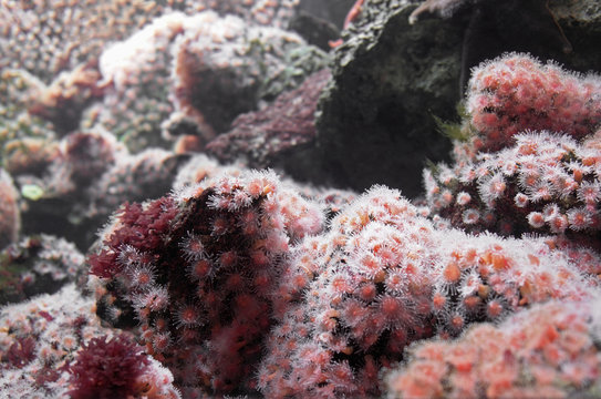 Sea anemones