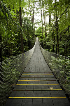 Tropical Forest Suspension Bridge