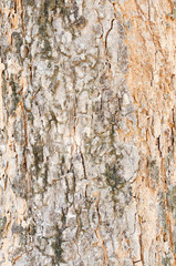 Texture of old tree