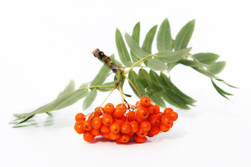 Mountain ash berries