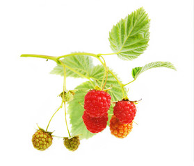 Raspberry branch