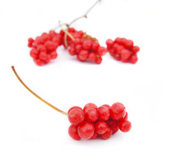 The berries of Chinese magnolia-vine