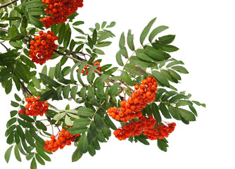 Branches of Mountain ash berries