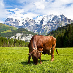 Fototapeta na wymiar Brown Swiss Krowa na pastwisku