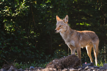 Wild Coyote