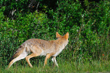 Wild Coyote
