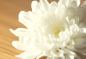 Fototapeta na wymiar White chrysanthemum on table