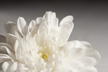 Close up shot of chrysanthemum