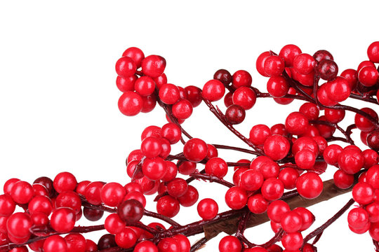 Beautiful Branch With Red Berries Isolated On White