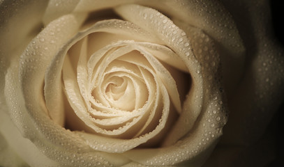 Geheimnisvolle Rose