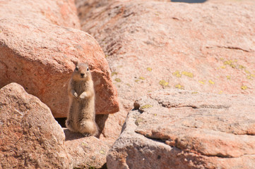 Chipmunk begging for food
