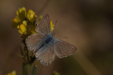 Obraz premium Heller Alpenbläuling