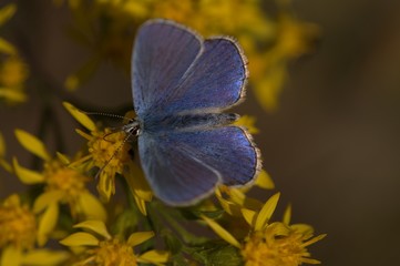 Heller Alpenbläuling