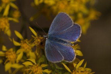 Heller Alpenbläuling