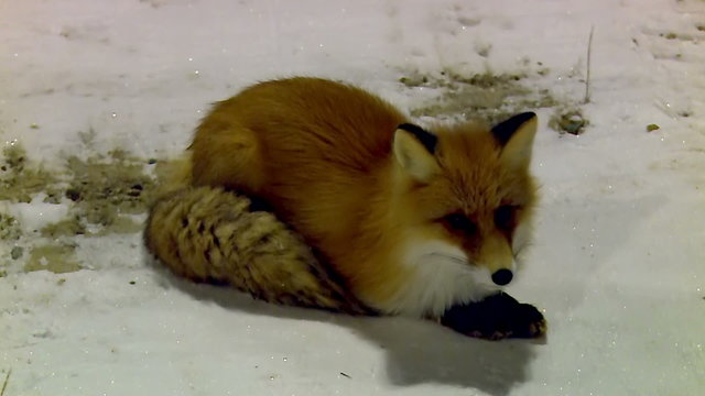 wild fox in a residential campus