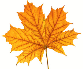 Fototapeta na wymiar leaf maple isolated
