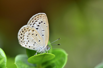 Fototapeta na wymiar Zizeeria butterfly