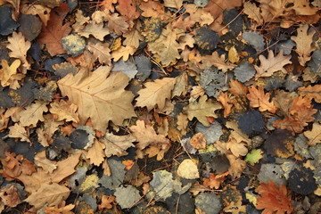 Herbstblätter