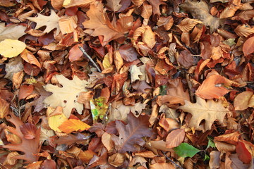 Herbstblätter