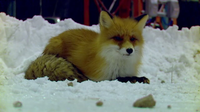 wild fox in a residential campus