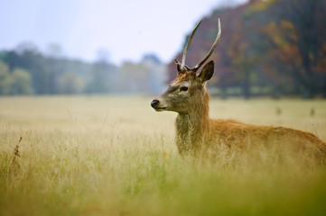 Portrait of majestic red deer stag in Autumn Fall