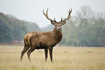 Portrait of majestic red deer stag in Autumn Fall - Powered by Adobe