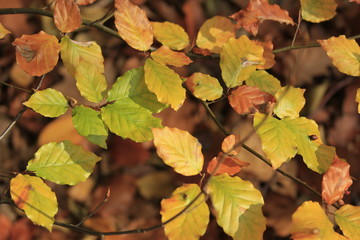 Herbstblätter