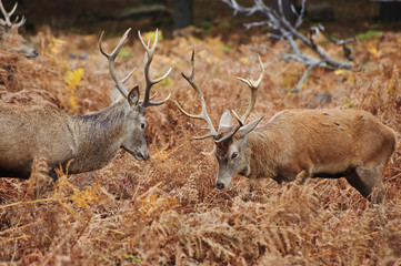 Red deer stags jousting with antlers in Autumn Fall forest meado