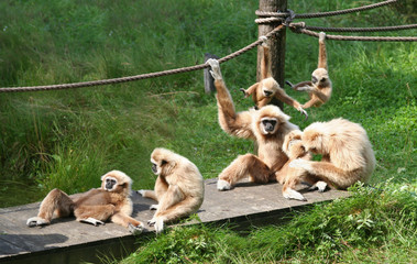 Joyful Monkey Family