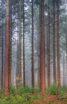 Fototapeta Forest of tall Douglas fir and seedlings.